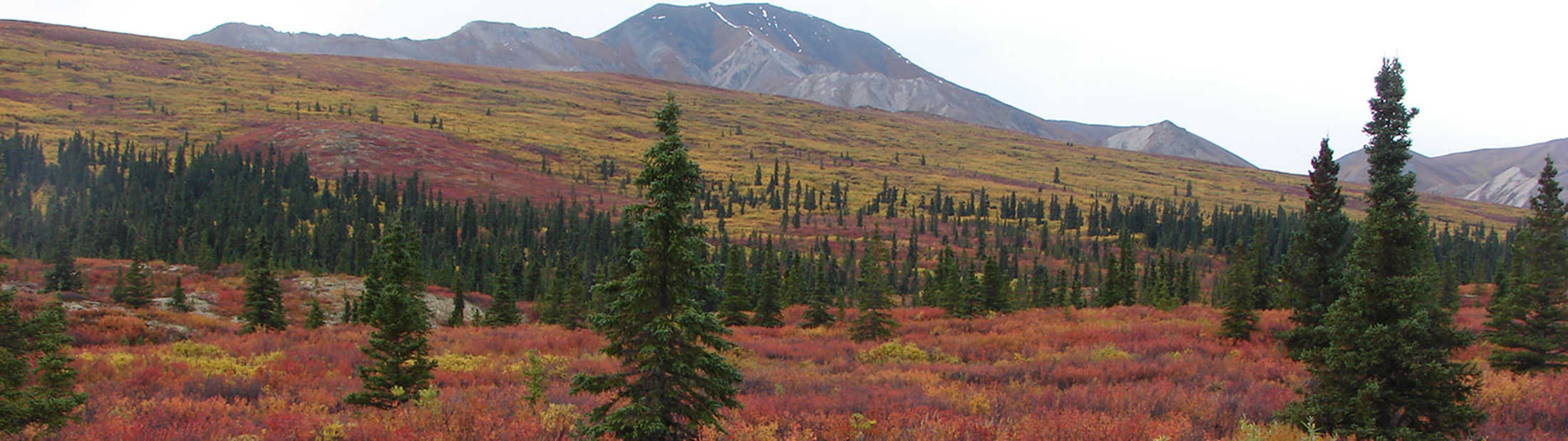A landscape with red trees covering a plain and mountains in the distance.