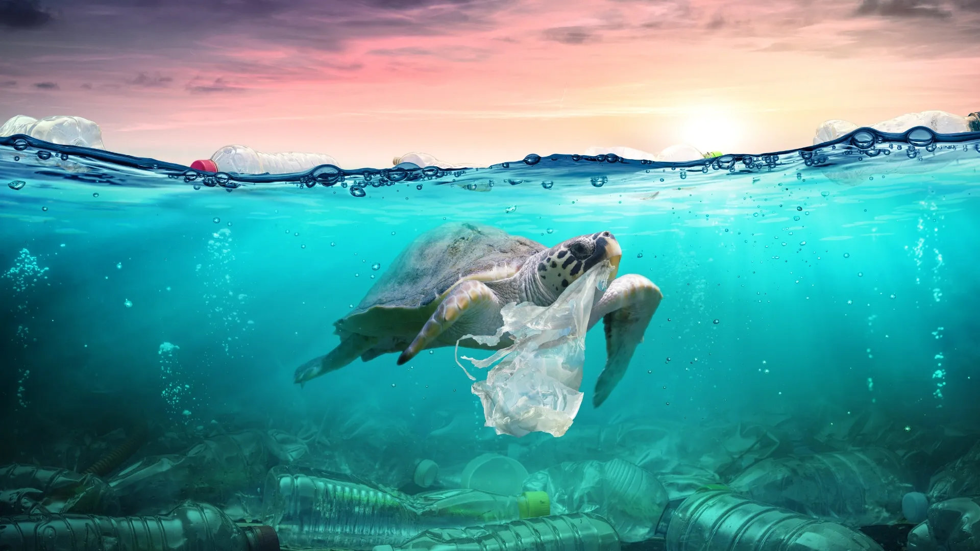 Photo of a Turtle carrying plastic in the ocean