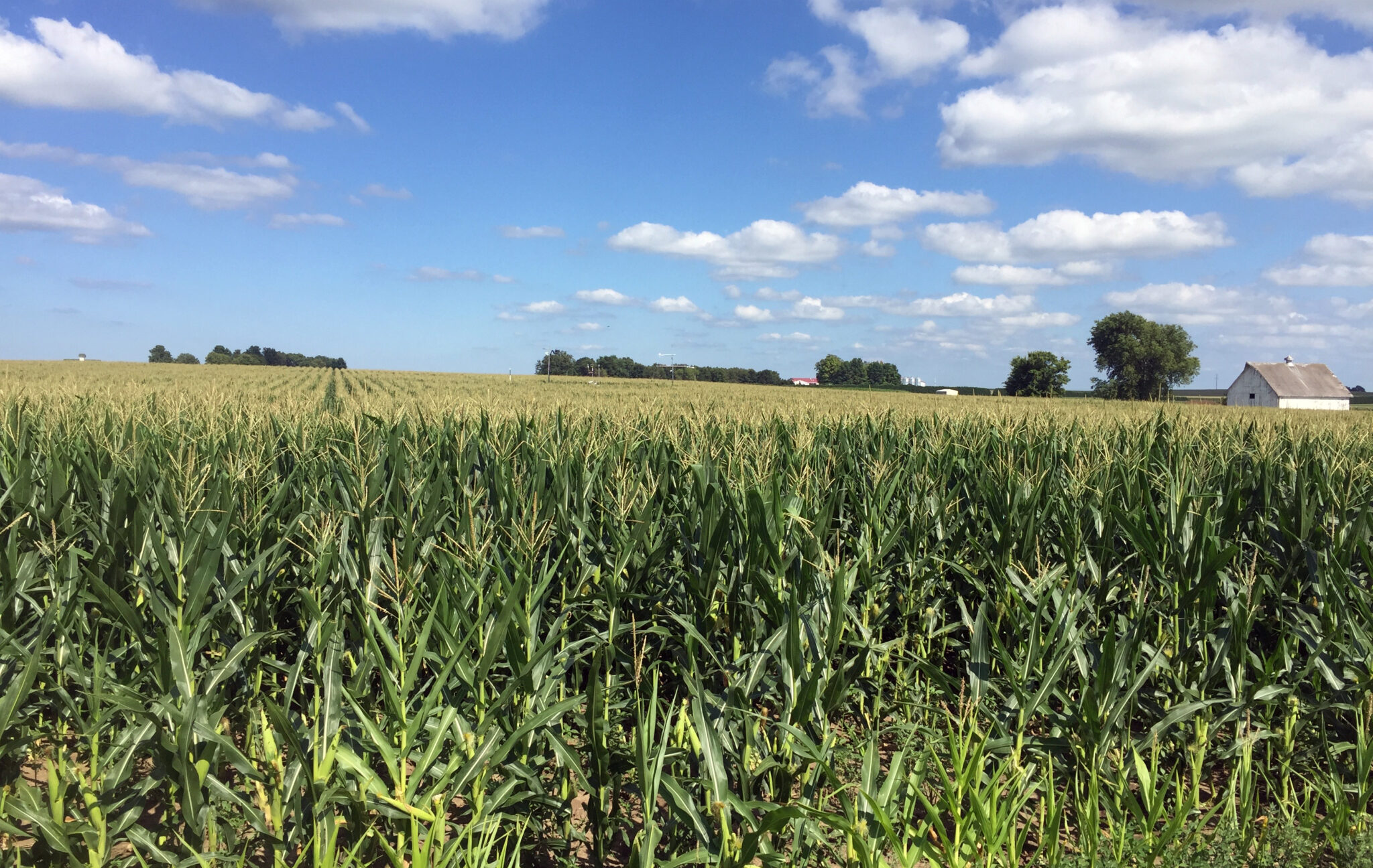 Photo of a cornfield